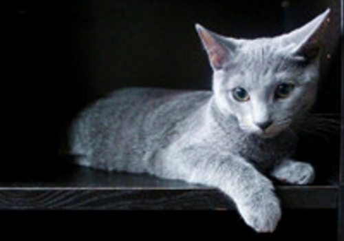 阿契安吉蓝猫多少钱 吃什么