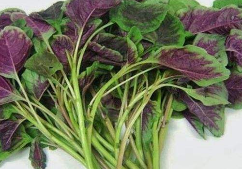 秋分吃的秋菜是什么菜 野苋菜营养价值介绍