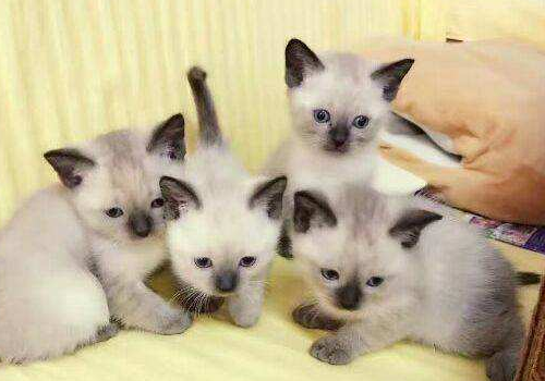猫狗一起养有什么说法 破财吗