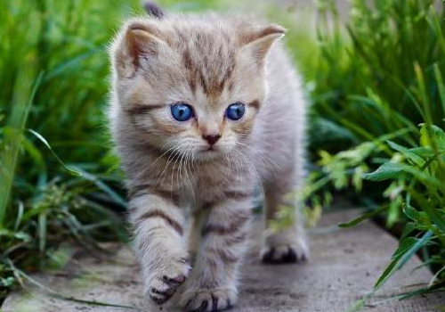 小猫多久可以吃猫粮 一直睡觉怎么回事