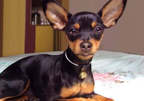 小鹿犬的性格活泼吗 为什么没人养
