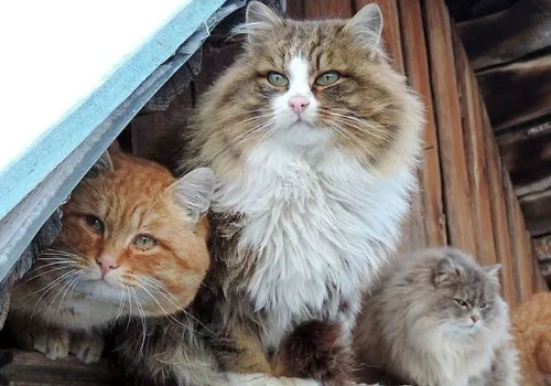 母猫吃什么奶水多 为什么会吃小猫