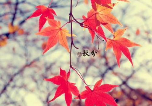 秋分祝福语有哪些 朋友圈怎么发说说