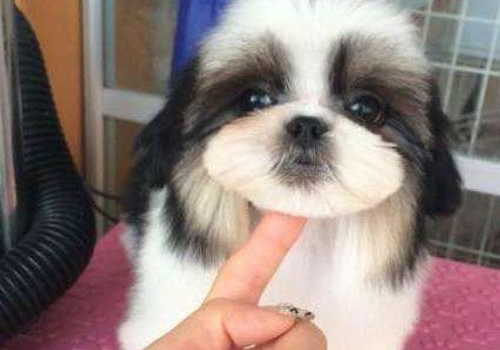 西施犬为什么没人养 和约克夏的区别