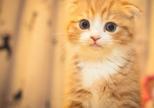 折耳猫有哪些遗传病 一定会发病吗