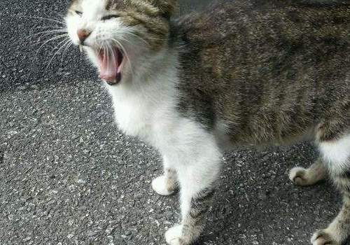 猫咪身体哪些地方不能碰 晕车会死吗怎么办