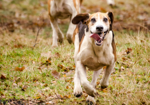 美国猎狐犬价格多少钱一只 智商多高