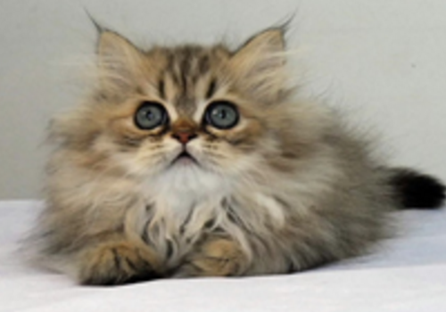 金吉拉猫多少钱一只 怎么选购