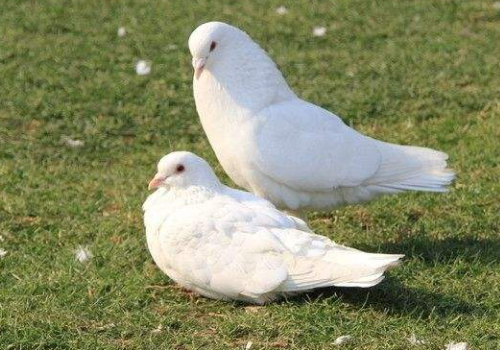 信鸽真能送信吗 需要怎么训练