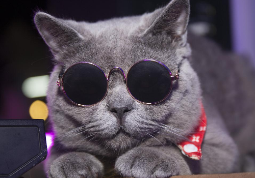 猫会放屁吗 放屁声响吗