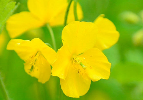 断肠草长什么样 可以开花吗