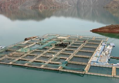 为什么要用水库底层水网箱养殖虹鳟鱼 条件有哪些