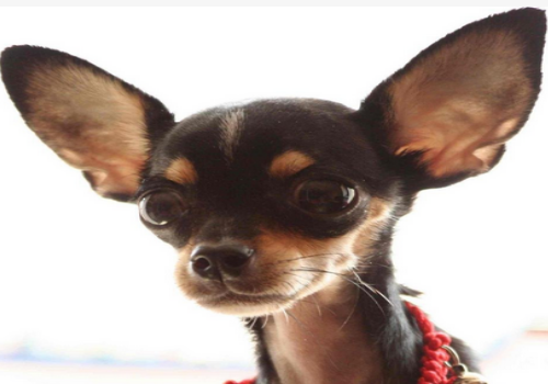 迷你杜宾犬是什么 和杜宾犬的区别