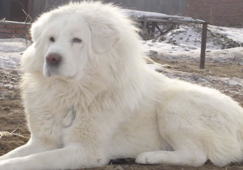雪藏獒多少钱 怎么养