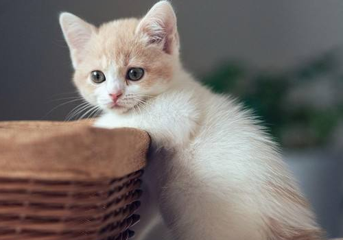 小猫呕吐是怎么回事 猫藓可以自愈吗