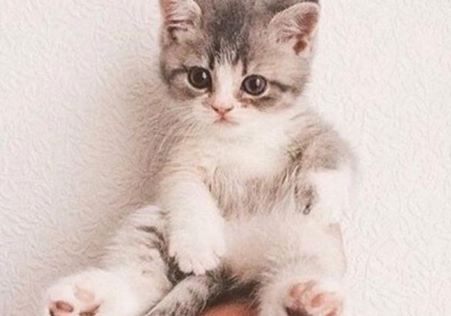 猫咪的眼睛为什么会发光 洗澡可以用人类浴液