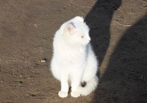 猫为什么会突然炸毛 发出咕噜咕噜的声音是什么意思