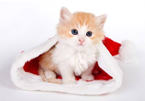 猫咪晚上不睡觉怎么办 突然变得很狂躁怎么回事