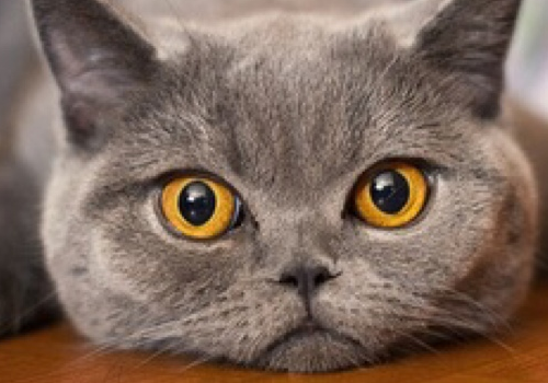 猫咪突然乱拉屎怎么办 难产怎么办