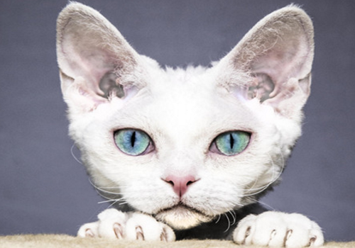 德文郡卷发猫的特征是什么 容易患什么病