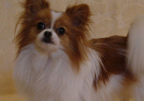 巨齿鲨中小狗皮皮是什么品种 蝴蝶犬为什么养的人少