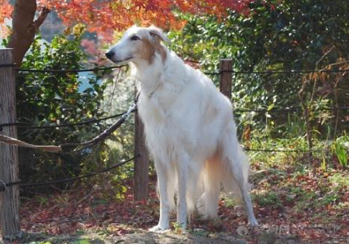 苏俄猎狼犬价格多少钱一只 掉毛吗