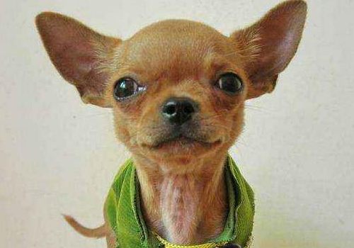 小鹿犬适合什么人养 怎么养