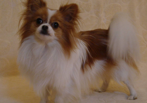 蝴蝶犬怎么扎辫子 串串是怎么来的