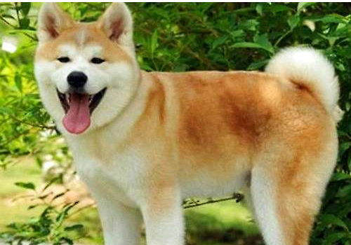 秋田犬为什么养的人少 为什么会笑