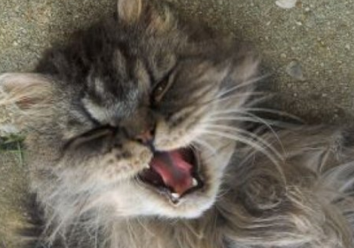猫须有什么作用 剪了还会再长吗