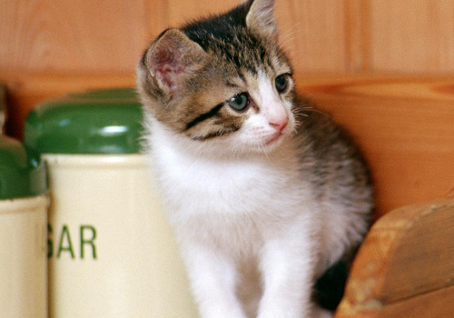 猫咪可以吃火腿肠吗 怎么判断体内有虫