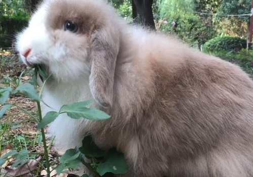 兔子不吃东西的原因 不吃窝边草的下一句是什么