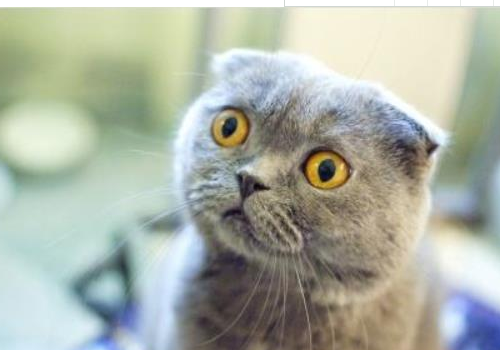 折耳猫什么颜色最贵 多少钱一只