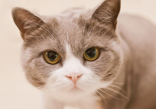 猫咪为什么喜欢用头蹭人 为什么会一直喘气