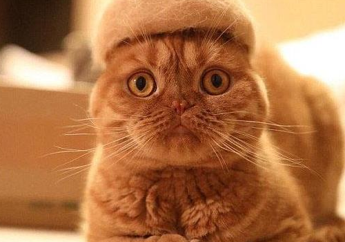 英短折耳猫多久发病 发病后能活多久
