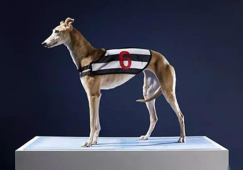 格雷伊猎犬智商多高 寿命多长