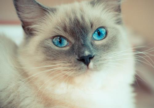 布偶猫是什么猫杂交的 一个月的花费是多少