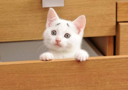 养猫是带来阴气还是阳气 为什么女人不能和猫一起睡