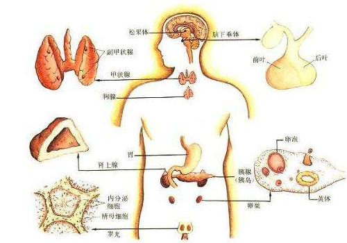 补充雌性激素会发胖吗 有哪些食物是雌性激素