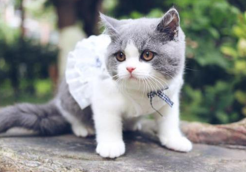 英短蓝猫的寿命有多长 怎么看纯不纯
