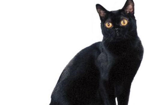 孟买猫可以与其它猫一起养吗 会抓老鼠吗