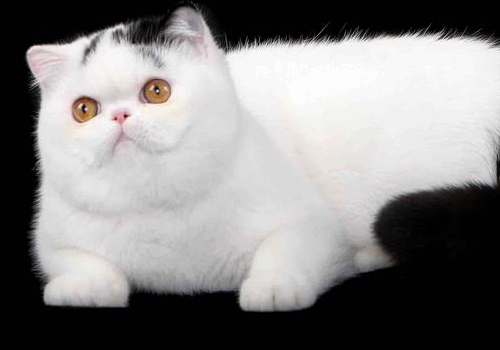 异国短毛猫多少钱一只 是加菲猫吗