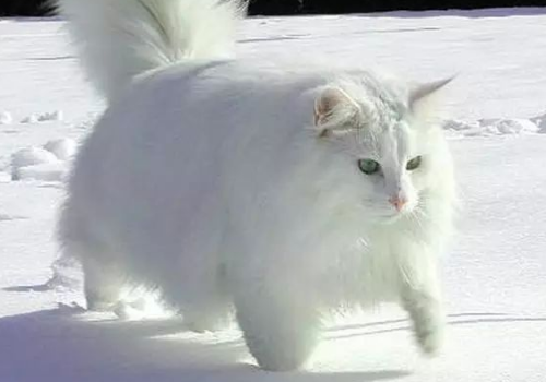 猫咪不爱吃东西怎么办 抓人怎么办