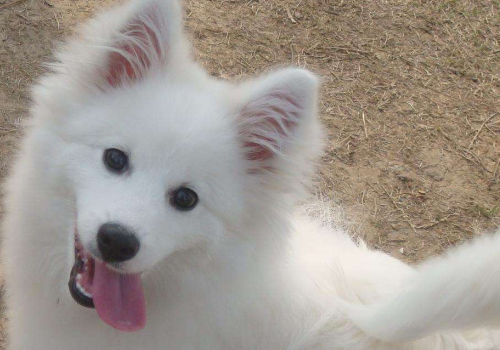 银狐犬为什么很少人养 智商排第几