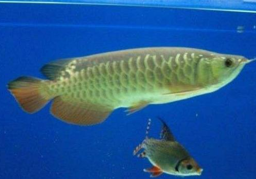银龙鱼死了有什么预兆 死了还能吃吗