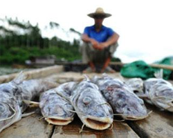 容易导致胎儿畸形的食物 有弓形虫的肉