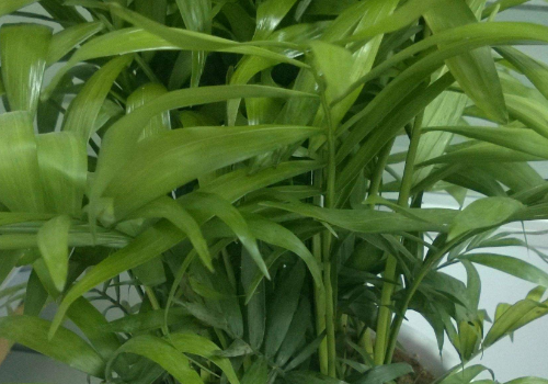 为什么有的植物会带电 为什么不会被晒黑