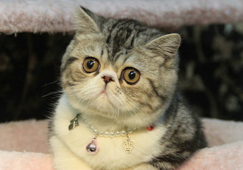 异国短毛猫怎么养 如何清洁