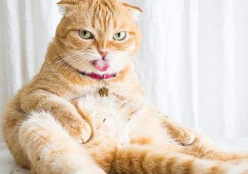 猫咪的正常体温是多少 和兔子能一起养吗