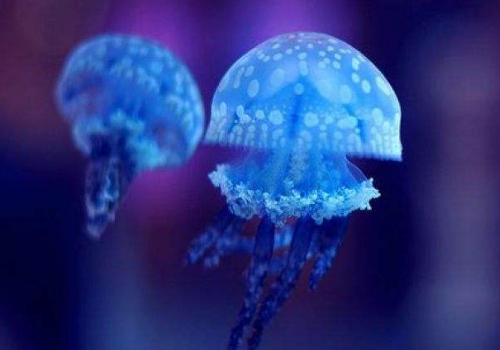 水母怎么繁殖 怎么分辨公母
